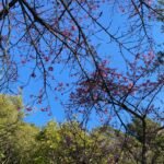 Galhos de cerejeira com flores rosadas recortados contra um ceu azul intenso