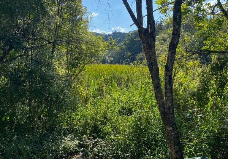Corrego de agua corrente passando entre pedras e vegetacao