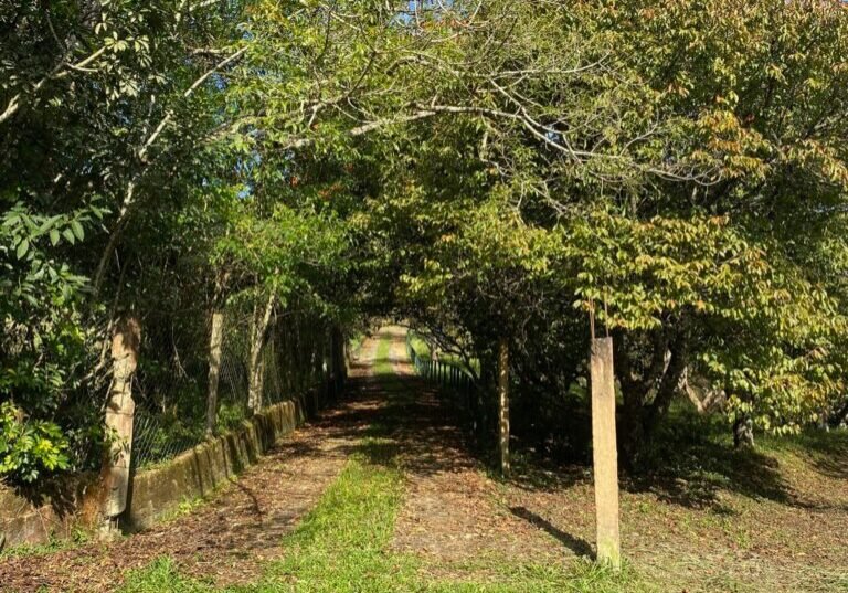 Caminho de terra entre a vegetacao, seguindo adiante