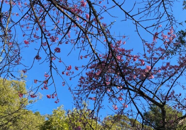 Galhos de cerejeira com flores rosadas recortados contra um ceu azul intenso